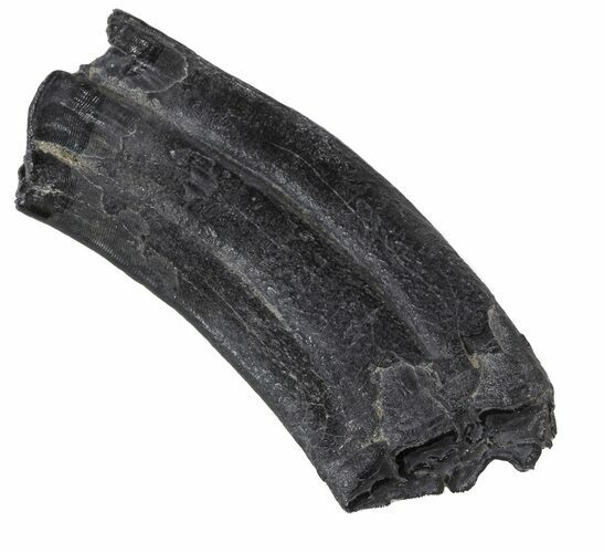 Pleistocene Aged Fossil Horse Tooth - Florida #53157